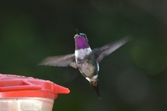 Heliangelus amethysticollis