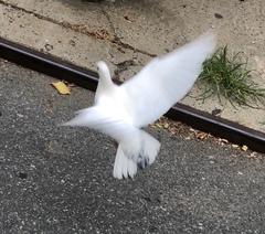 Columba livia domestica