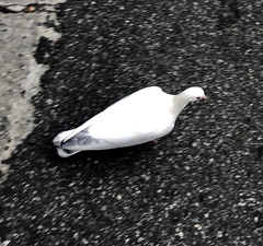 Columba livia domestica