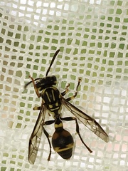 Ropalidia flavobrunnea