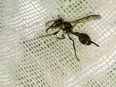 Ropalidia flavobrunnea