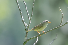 Phylloscopus schwarzi