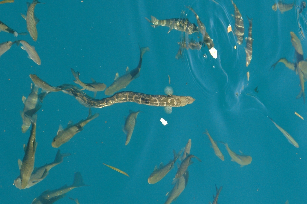 Mesopotamian spiny eel (Mastacembelus mastacembelus) — Mastacembelidae