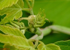 Mecaphesa carletonica