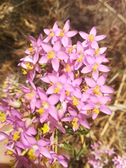 Centaurium erythraea
