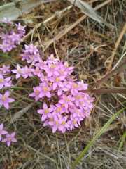 Centaurium erythraea