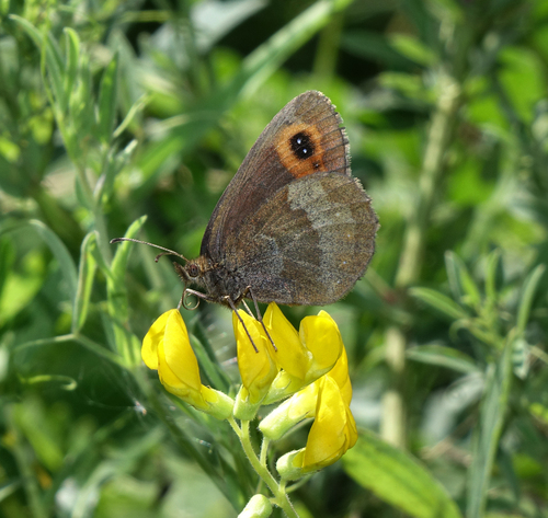 Scotch Argus