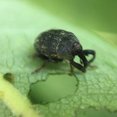 Rhyssomatus lineaticollis