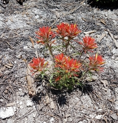 Castilleja covilleana