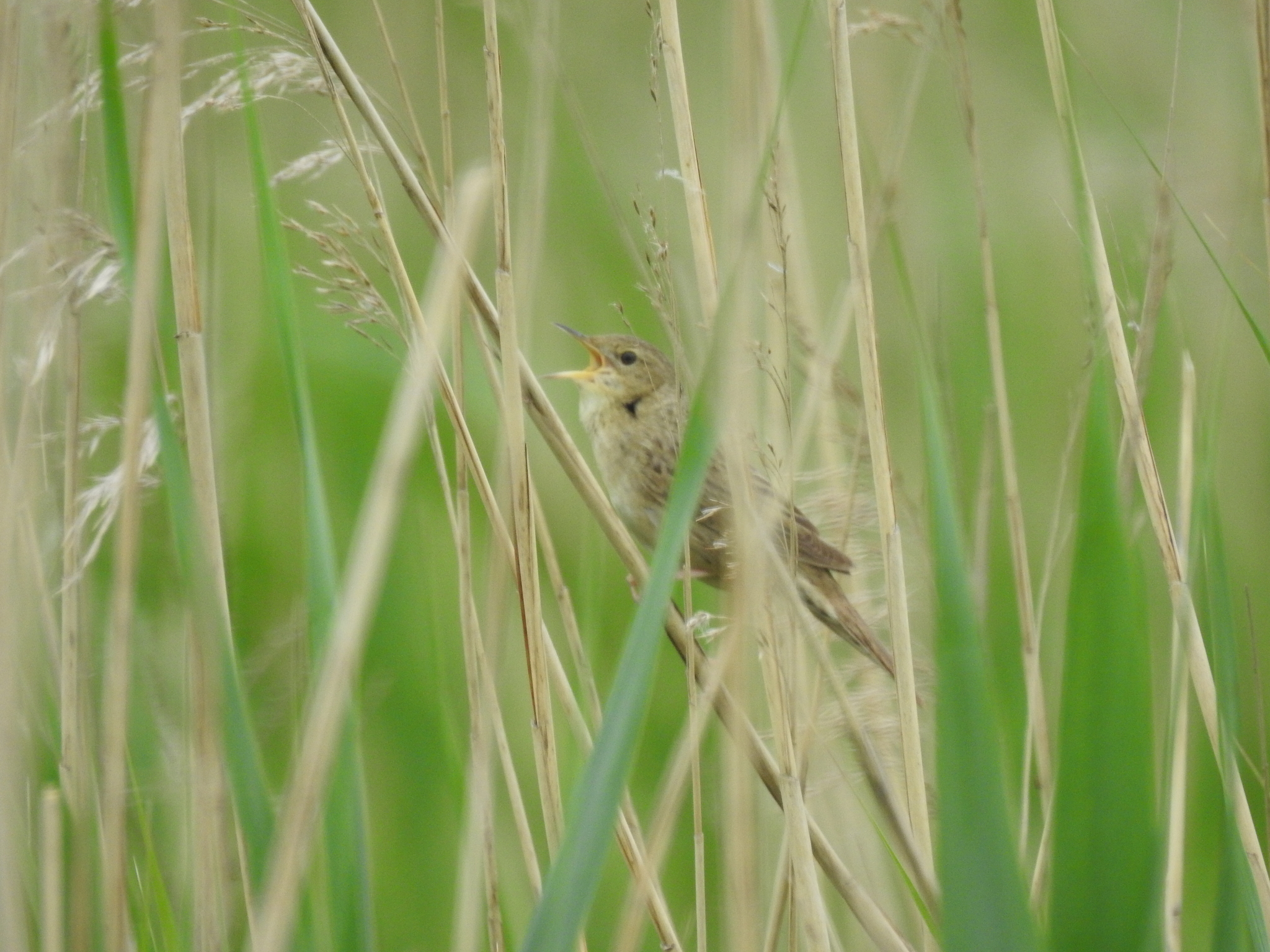 Common Grasshopper Warbler