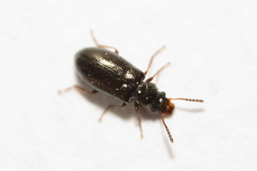 Rabocerus foveolatus