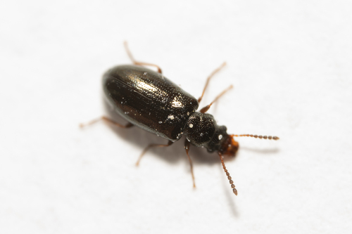 Rabocerus foveolatus