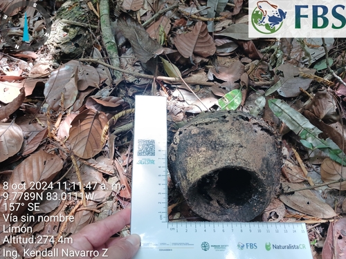 Lecythis ampla - Leaves