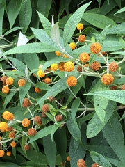 Buddleja globosa