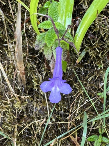 Streptocarpus hilsenbergii