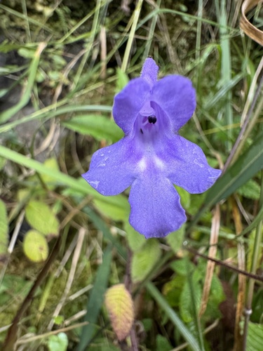 Streptocarpus hilsenbergii, photograph 2