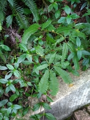 Dicranopteris pedata