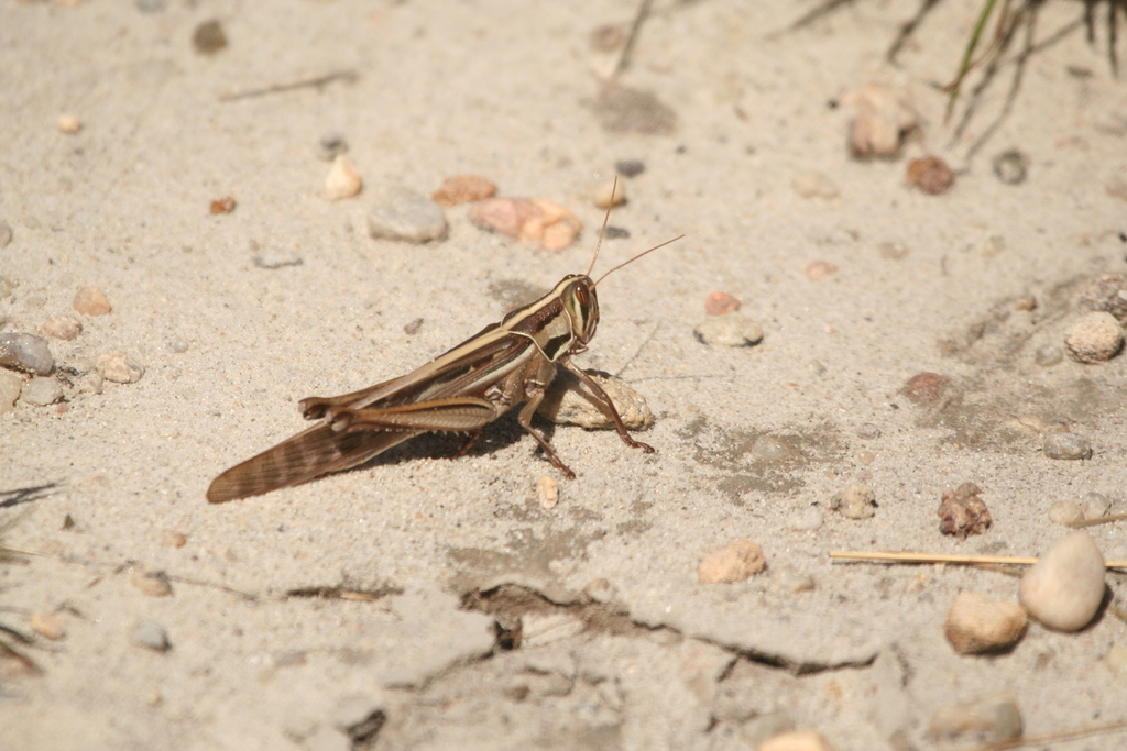 Red Locust