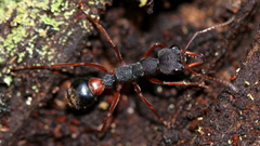 Myrmecia esuriens