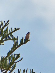 Sporophila torqueola