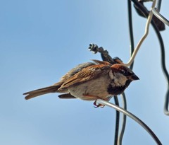 Passer domesticus