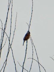 Sporophila torqueola