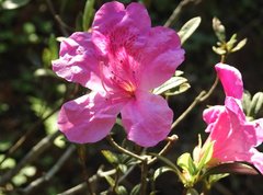 Rhododendron pulchrum phoeniceum
