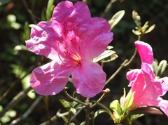 Rhododendron pulchrum phoeniceum