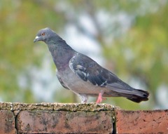Columba livia