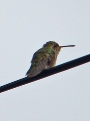 Cynanthus latirostris