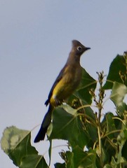 Ptiliogonys cinereus