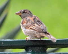 Passer domesticus