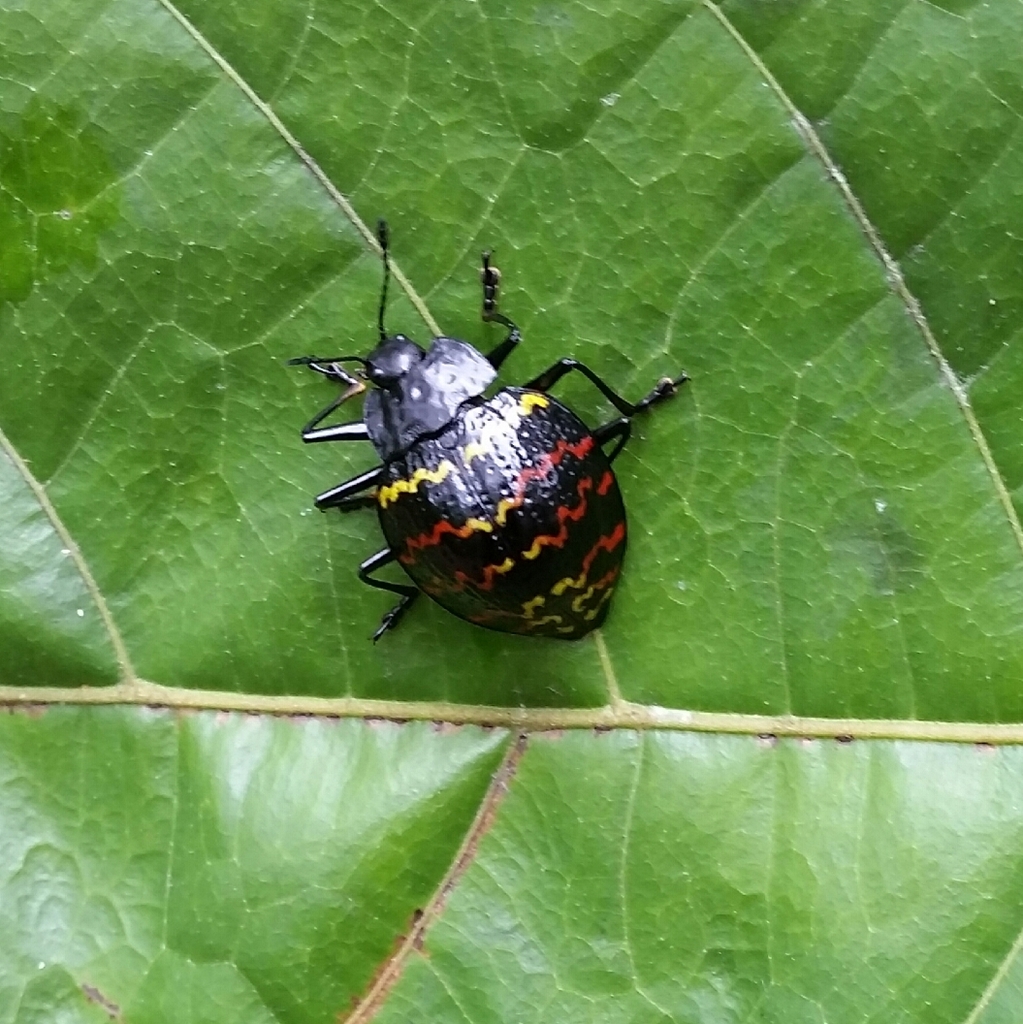 Erotylus parvus