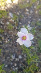 Oxalis pusilla