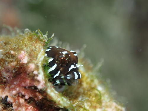 Barcheek blenny (Coralliozetus boehlkei) — Chaenopsidae