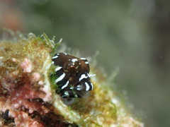 Barcheek Blenny photo 2