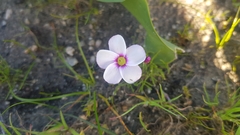 Oxalis pusilla