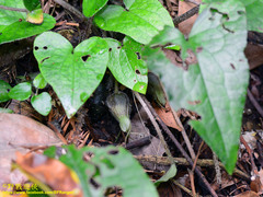 Asarum caudigerum