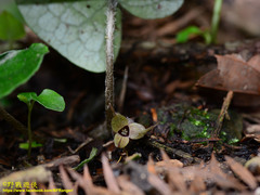 Asarum caudigerum