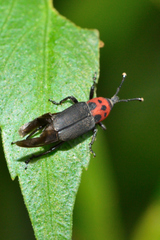 Rhodobaenus