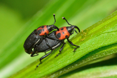 Rhodobaenus