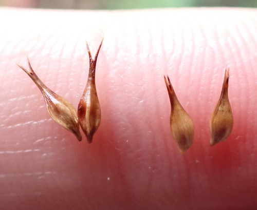 Carex pseudocyperus iNat (1)