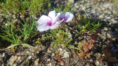 Oxalis pusilla