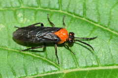 Blennocampinae