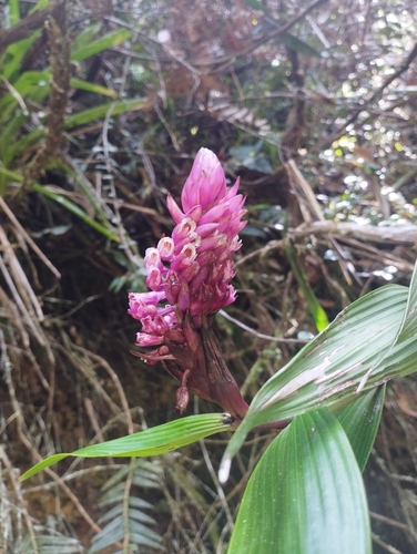 Elleanthus smithii Schltr. 4
