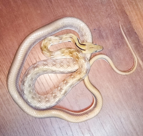 Photo of a Trinket Snake (Coelognathus helena)