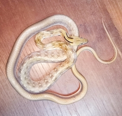 Coelognathus helena
