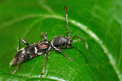 Euderces basimaculatus