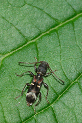 Euderces basimaculatus