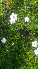 Oxalis pusilla